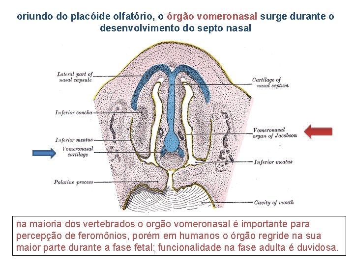 oriundo do placóide olfatório, o órgão vomeronasal surge durante o desenvolvimento do septo nasal