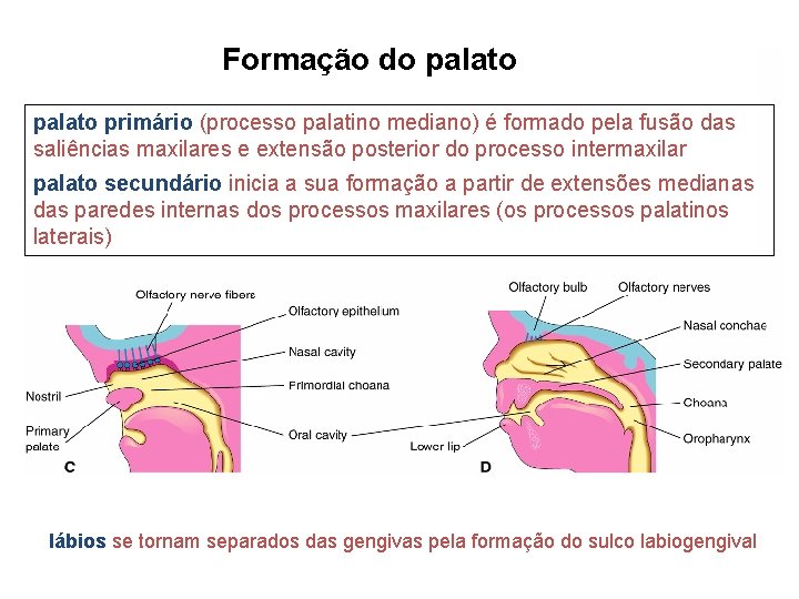 Formação do palato primário (processo palatino mediano) é formado pela fusão das saliências maxilares