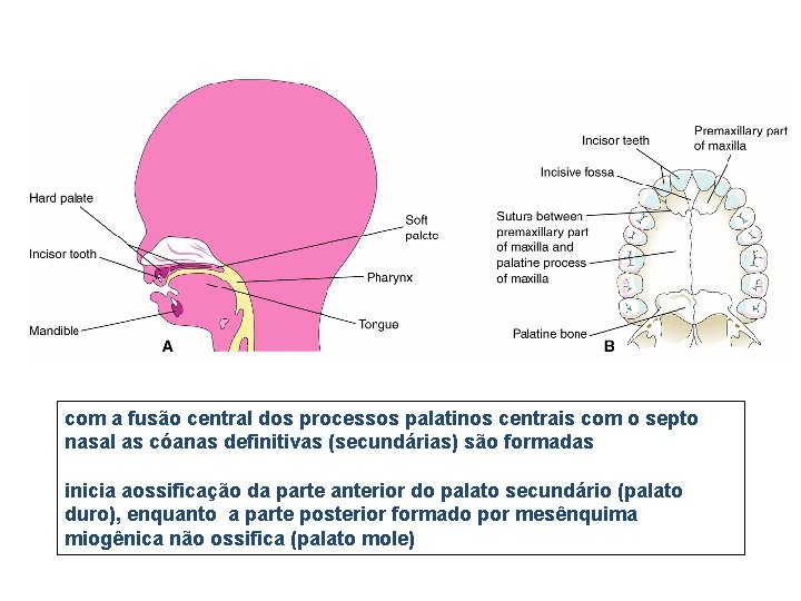 com a fusão central dos processos palatinos centrais com o septo nasal as cóanas