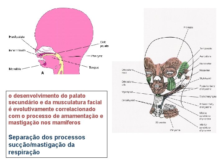 o desenvolvimento do palato secundário e da musculatura facial é evolutivamente correlacionado com o