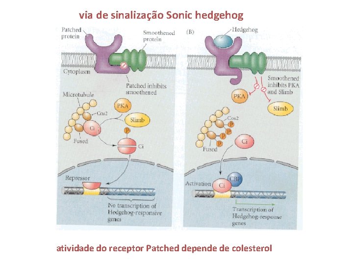 via de sinalização Sonic hedgehog atividade do receptor Patched depende de colesterol 