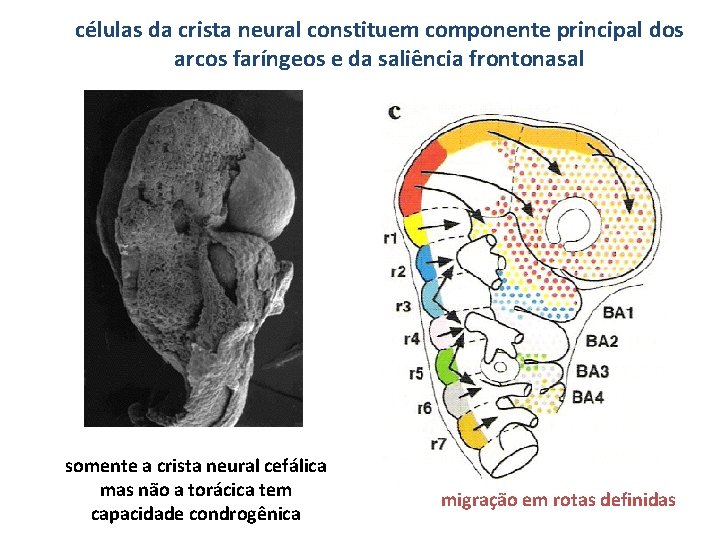 células da crista neural constituem componente principal dos arcos faríngeos e da saliência frontonasal