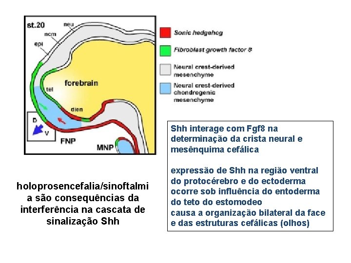 Shh interage com Fgf 8 na determinação da crista neural e mesênquima cefálica holoprosencefalia/sinoftalmi