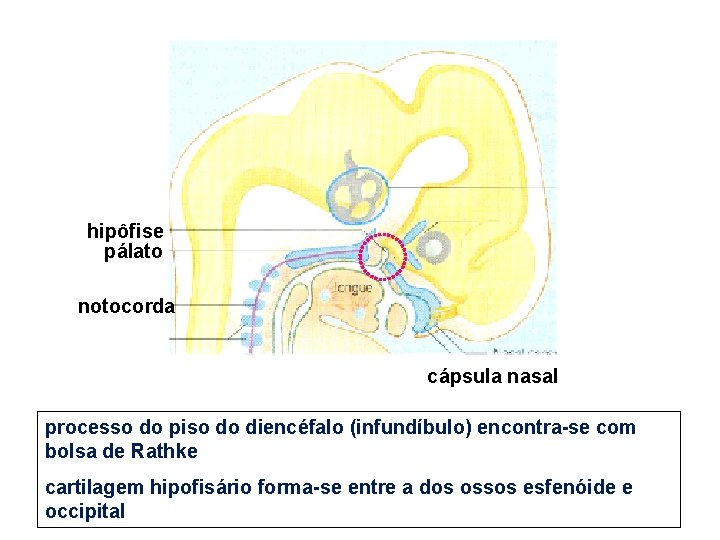 hipôfise pálato notocorda cápsula nasal processo do piso do diencéfalo (infundíbulo) encontra-se com bolsa