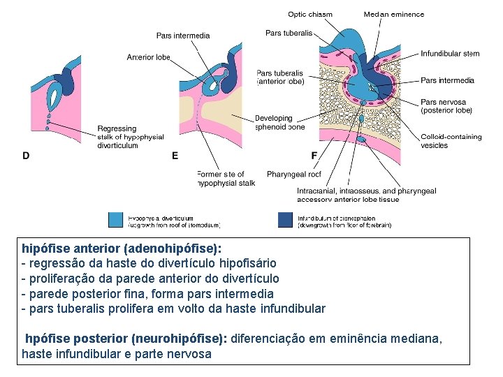 hipófise anterior (adenohipófise): - regressão da haste do divertículo hipofisário - proliferação da parede