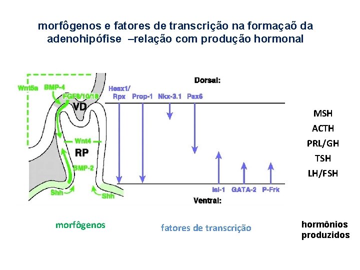 morfôgenos e fatores de transcrição na formaçaõ da adenohipófise –relação com produção hormonal MSH