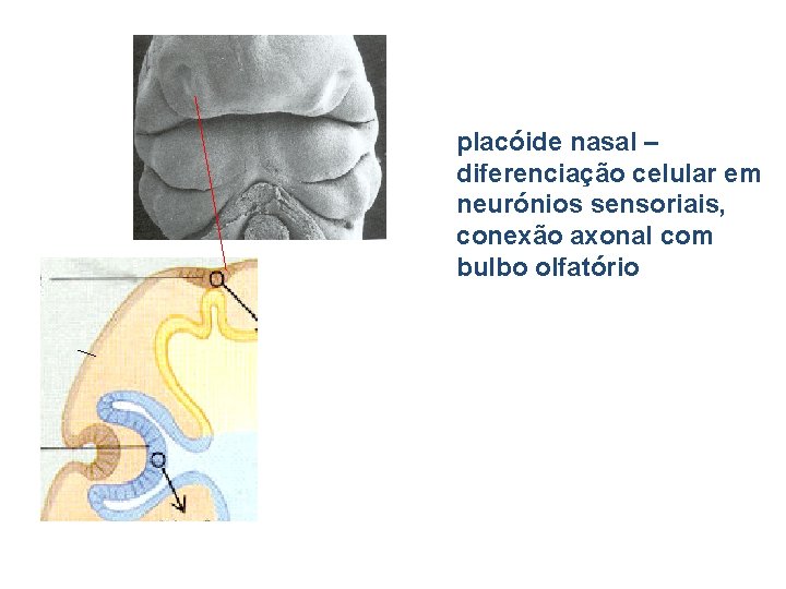 placóide nasal – diferenciação celular em neurónios sensoriais, conexão axonal com bulbo olfatório 