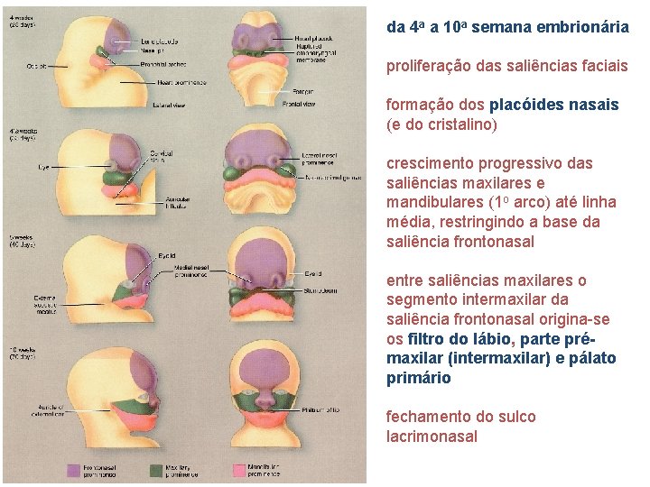 da 4 a a 10 a semana embrionária proliferação das saliências faciais formação dos