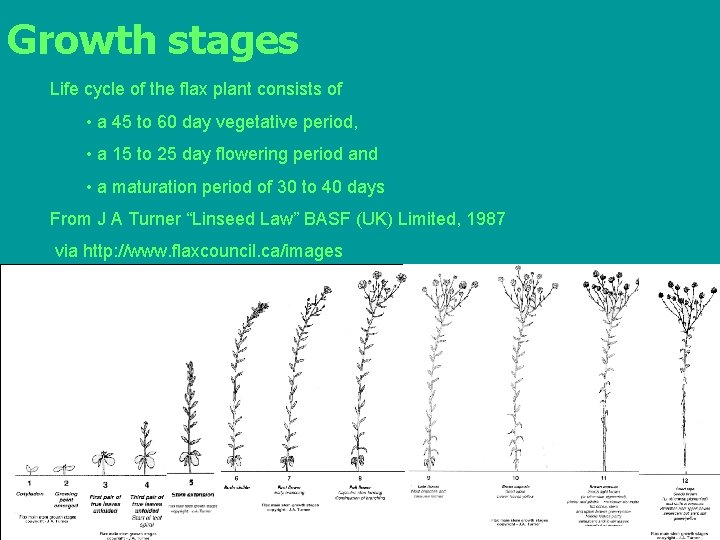 Growth stages Life cycle of the flax plant consists of • a 45 to