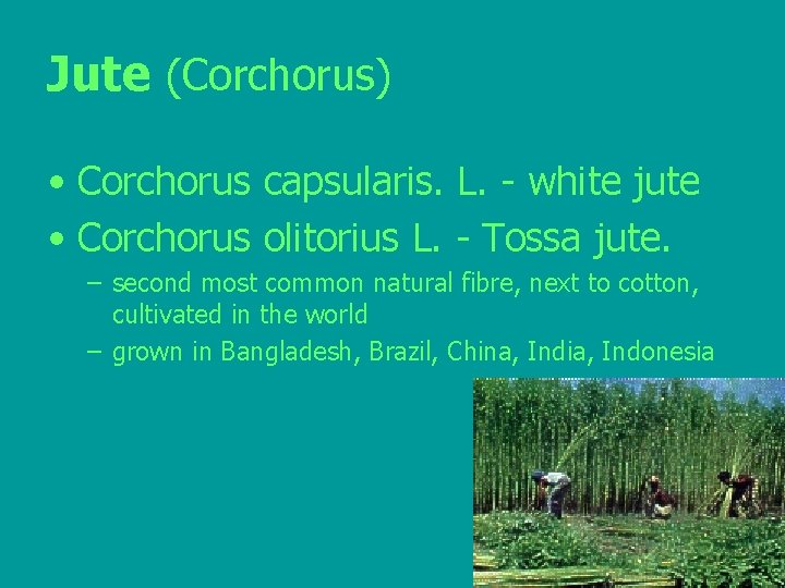 Jute (Corchorus) • Corchorus capsularis. L. - white jute • Corchorus olitorius L. -