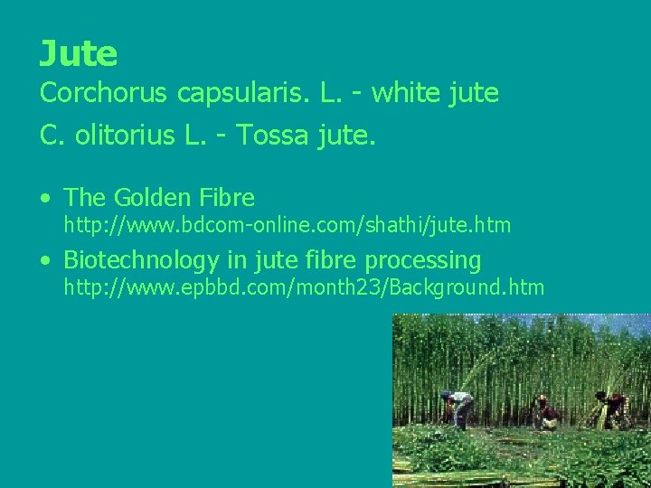 Jute Corchorus capsularis. L. - white jute C. olitorius L. - Tossa jute. •