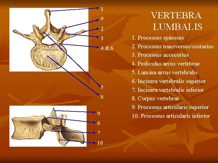 1 9 2 3 4&6 5 8 9 6 7 10 VERTEBRA LUMBALIS 1.