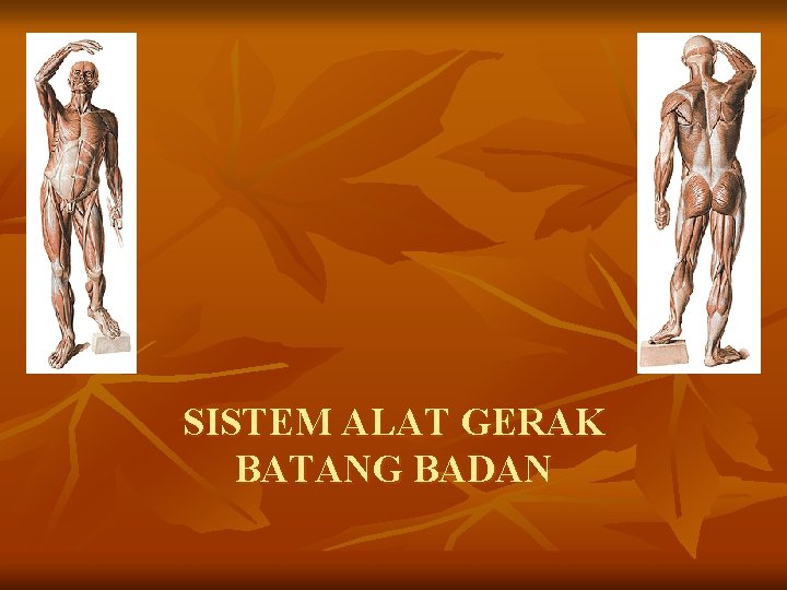 SISTEM ALAT GERAK BATANG BADAN 