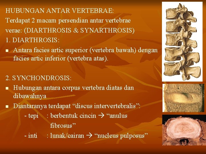 HUBUNGAN ANTAR VERTEBRAE: Terdapat 2 macam persendian antar vertebrae verae: (DIARTHROSIS & SYNARTHROSIS) 1.