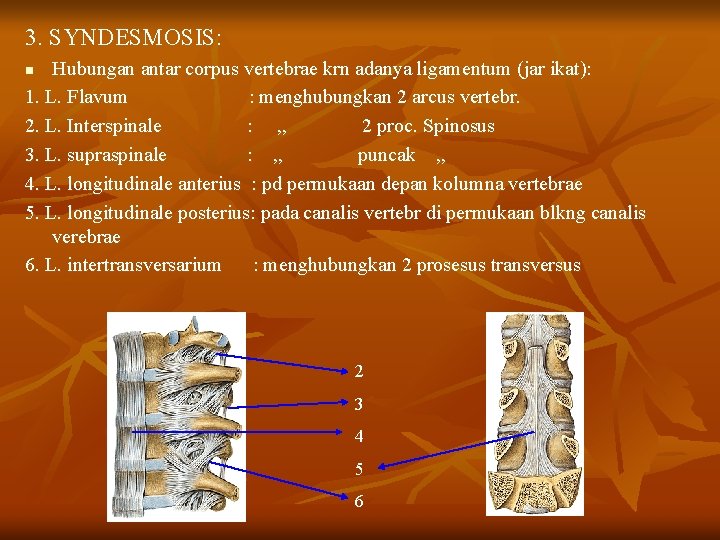 3. SYNDESMOSIS: Hubungan antar corpus vertebrae krn adanya ligamentum (jar ikat): 1. L. Flavum