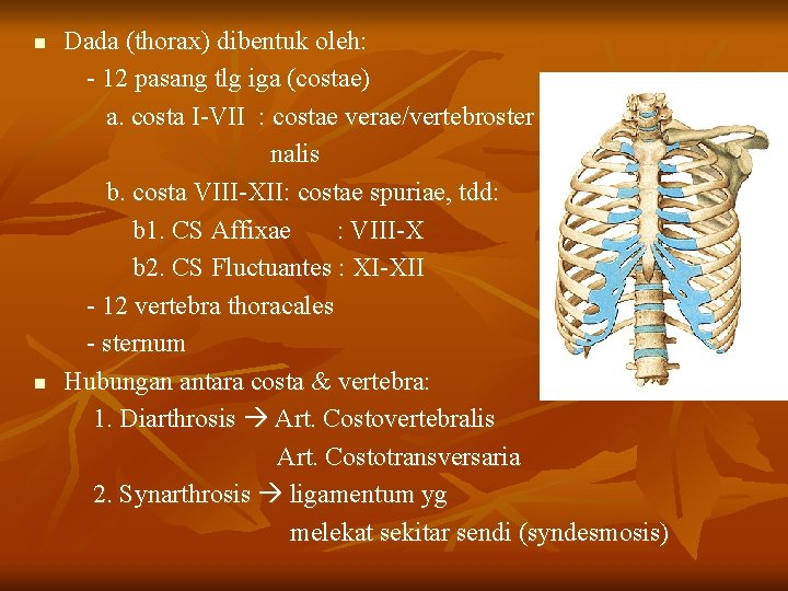 n n Dada (thorax) dibentuk oleh: - 12 pasang tlg iga (costae) a. costa