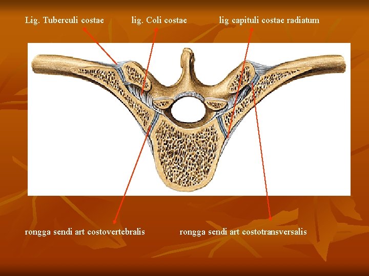 Lig. Tuberculi costae lig. Coli costae rongga sendi art costovertebralis lig capituli costae radiatum