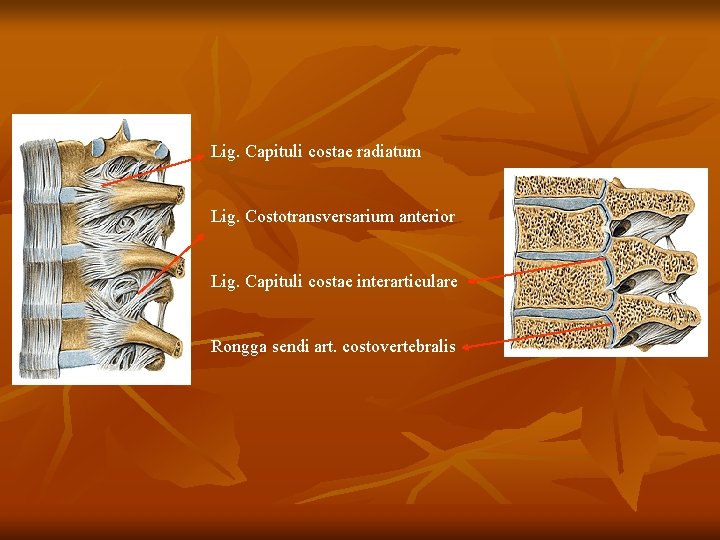 Lig. Capituli costae radiatum Lig. Costotransversarium anterior Lig. Capituli costae interarticulare Rongga sendi art.