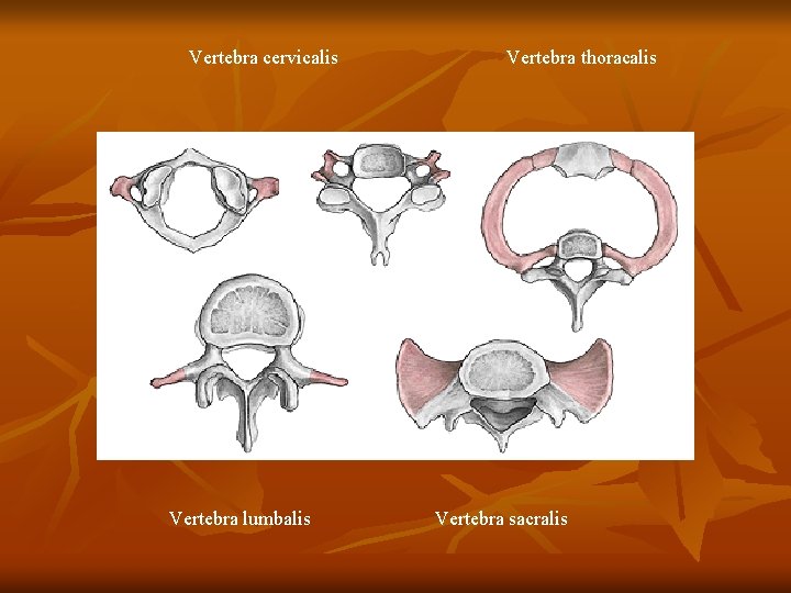 Vertebra cervicalis Vertebra lumbalis Vertebra thoracalis Vertebra sacralis 