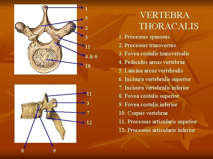 1 5 2 3 11 4&6 10 11 3 7 12 8 9 VERTEBRA