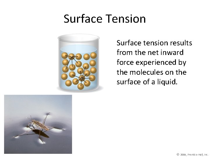 Surface Tension Surface tension results from the net inward force experienced by the molecules