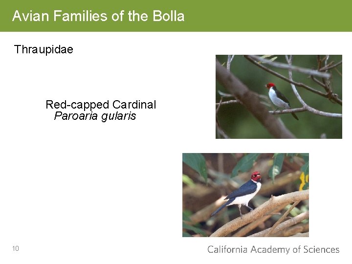 Avian Families of the Bolla Thraupidae Red-capped Cardinal Paroaria gularis 10 