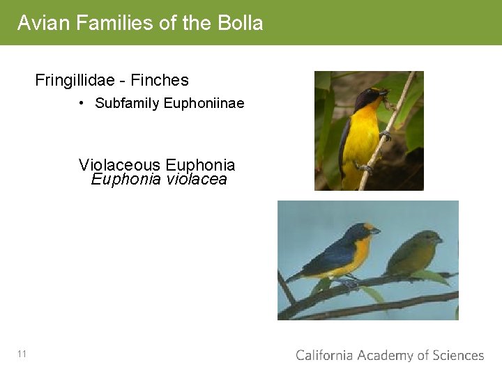 Avian Families of the Bolla Fringillidae - Finches • Subfamily Euphoniinae Violaceous Euphonia violacea