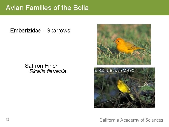 Avian Families of the Bolla Emberizidae - Sparrows Saffron Finch Sicalis flaveola 12 