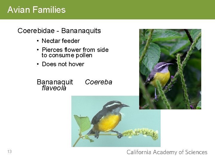 Avian Families Coerebidae - Bananaquits • Nectar feeder • Pierces flower from side to