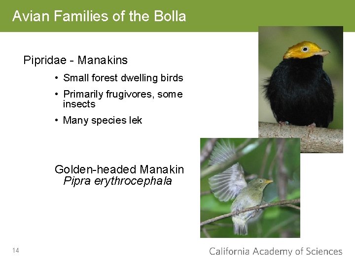 Avian Families of the Bolla Pipridae - Manakins • Small forest dwelling birds •