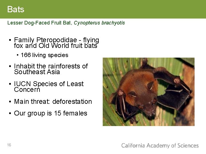 Bats Lesser Dog-Faced Fruit Bat, Cynopterus brachyotis • Family Pteropodidae - flying fox and