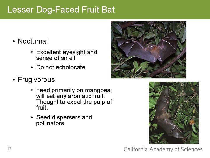 Lesser Dog-Faced Fruit Bat • Nocturnal • Excellent eyesight and sense of smell •