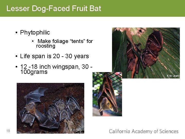 Lesser Dog-Faced Fruit Bat • Phytophilic • Make foliage “tents” for roosting • Life