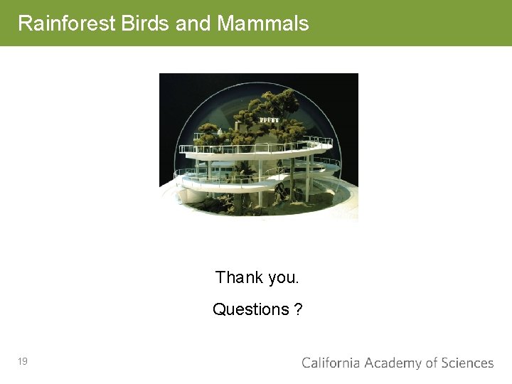 Rainforest Birds and Mammals Thank you. Questions ? 19 