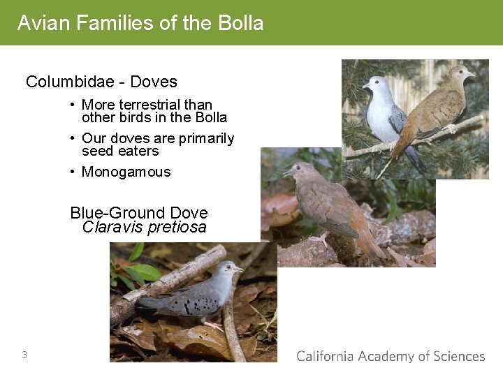 Avian Families of the Bolla Columbidae - Doves • More terrestrial than other birds
