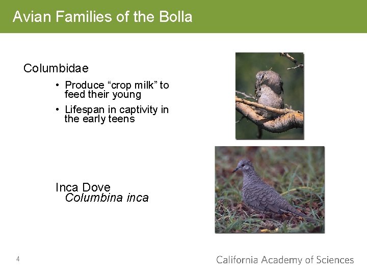 Avian Families of the Bolla Columbidae • Produce “crop milk” to feed their young