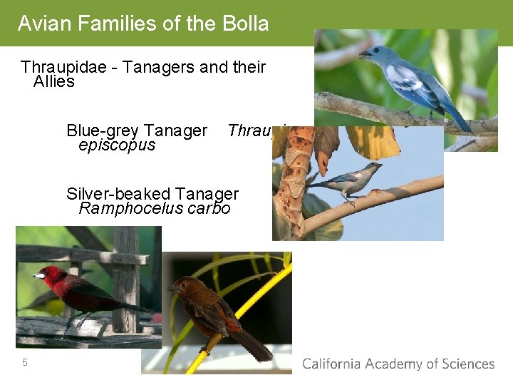 Avian Families of the Bolla Thraupidae - Tanagers and their Allies Blue-grey Tanager episcopus