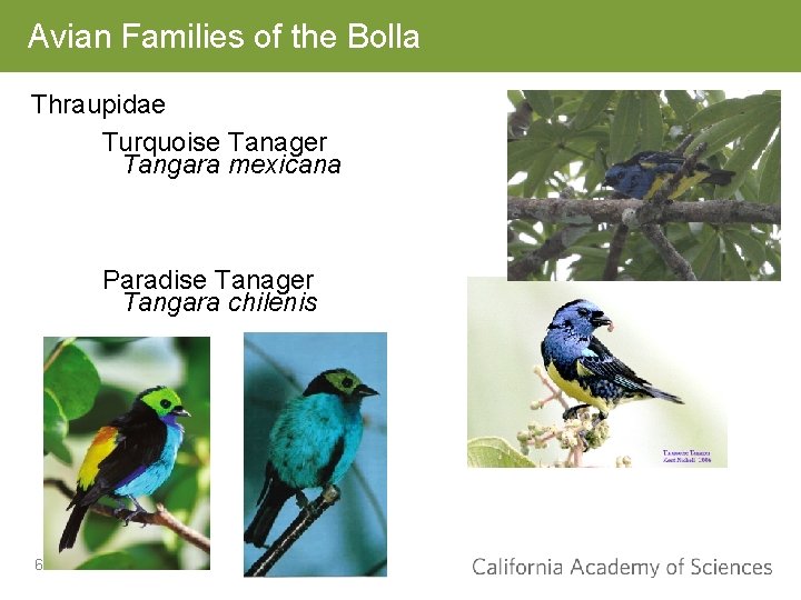 Avian Families of the Bolla Thraupidae Turquoise Tanager Tangara mexicana Paradise Tanager Tangara chilenis