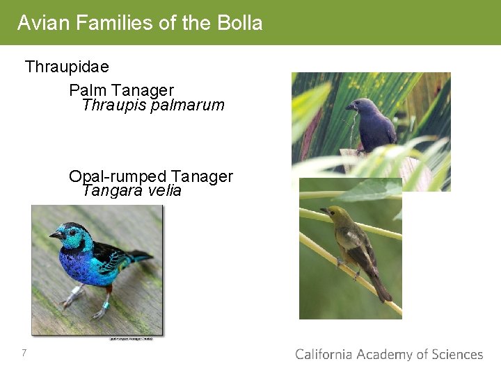 Avian Families of the Bolla Thraupidae Palm Tanager Thraupis palmarum Opal-rumped Tanager Tangara velia