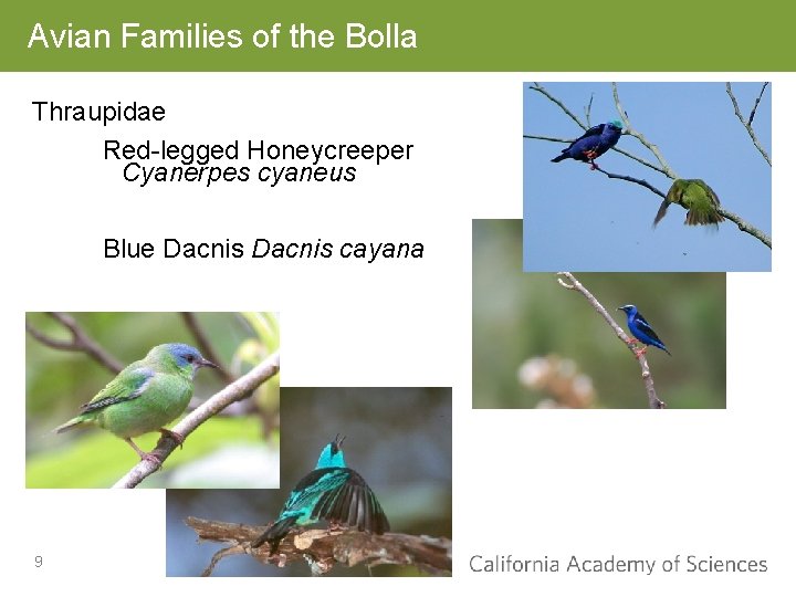 Avian Families of the Bolla Thraupidae Red-legged Honeycreeper Cyanerpes cyaneus Blue Dacnis cayana 9