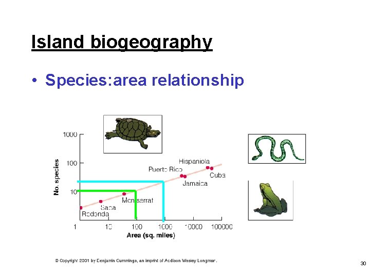 Island biogeography • Species: area relationship 30 