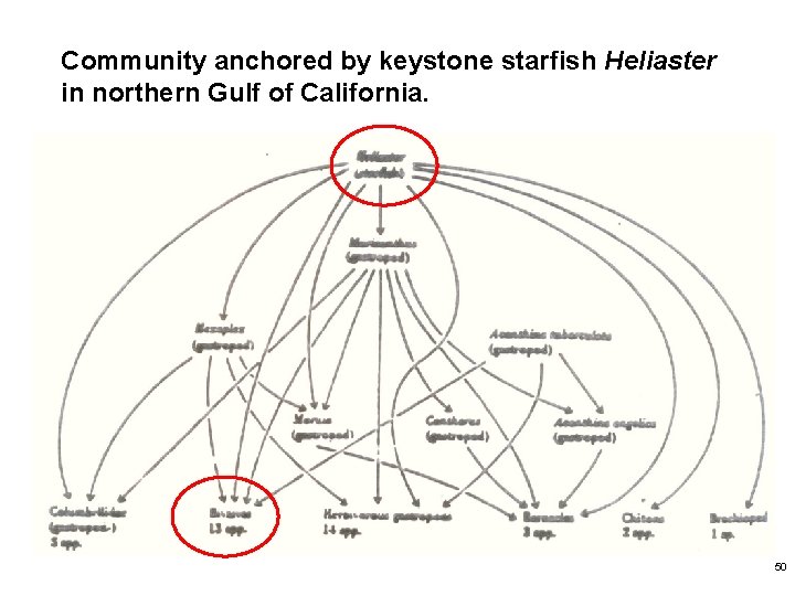 Community anchored by keystone starfish Heliaster in northern Gulf of California. 50 