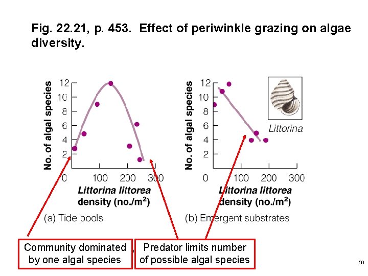 Fig. 22. 21, p. 453. Effect of periwinkle grazing on algae diversity. Community dominated