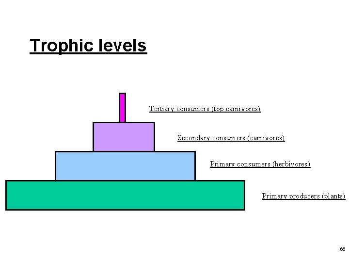 Trophic levels Tertiary consumers (top carnivores) Secondary consumers (carnivores) Primary consumers (herbivores) Primary producers