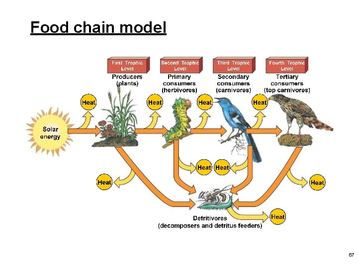 Food chain model 67 