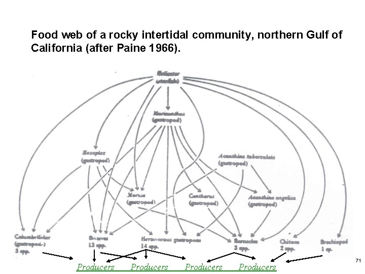 Food web of a rocky intertidal community, northern Gulf of California (after Paine 1966).