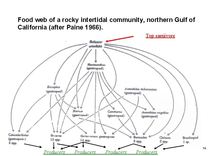 Food web of a rocky intertidal community, northern Gulf of California (after Paine 1966).