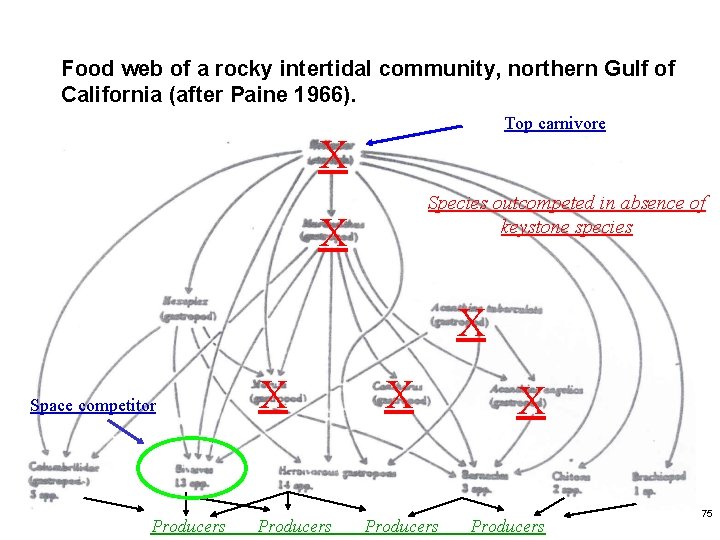 Food web of a rocky intertidal community, northern Gulf of California (after Paine 1966).