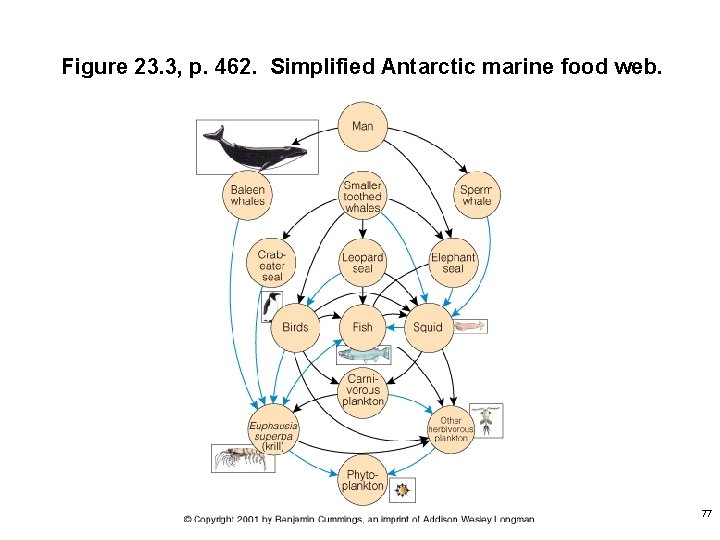 Figure 23. 3, p. 462. Simplified Antarctic marine food web. 77 