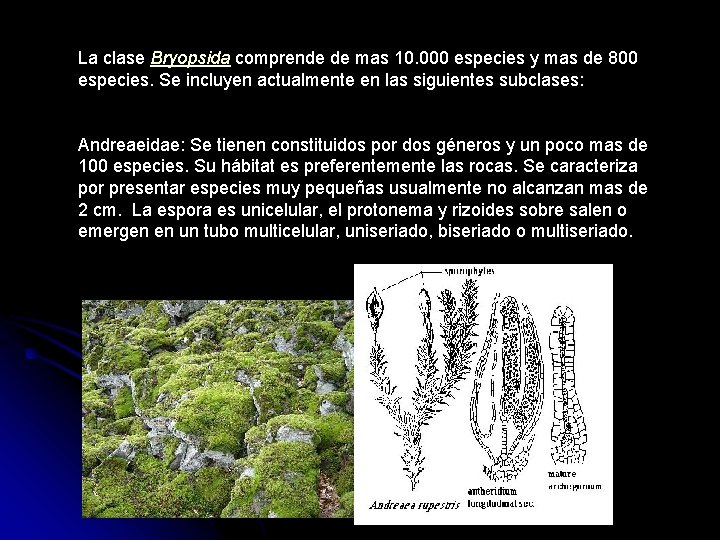 La clase Bryopsida comprende de mas 10. 000 especies y mas de 800 especies.